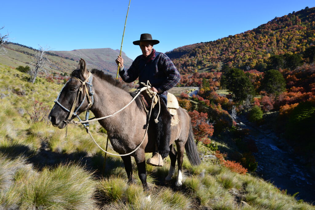 Arriero con sus perros en el valle de Ranquil en la comuna de Lonquimay