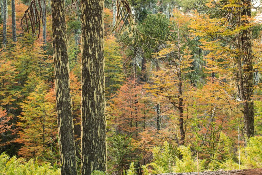 Bosque otoñal en Quinquen